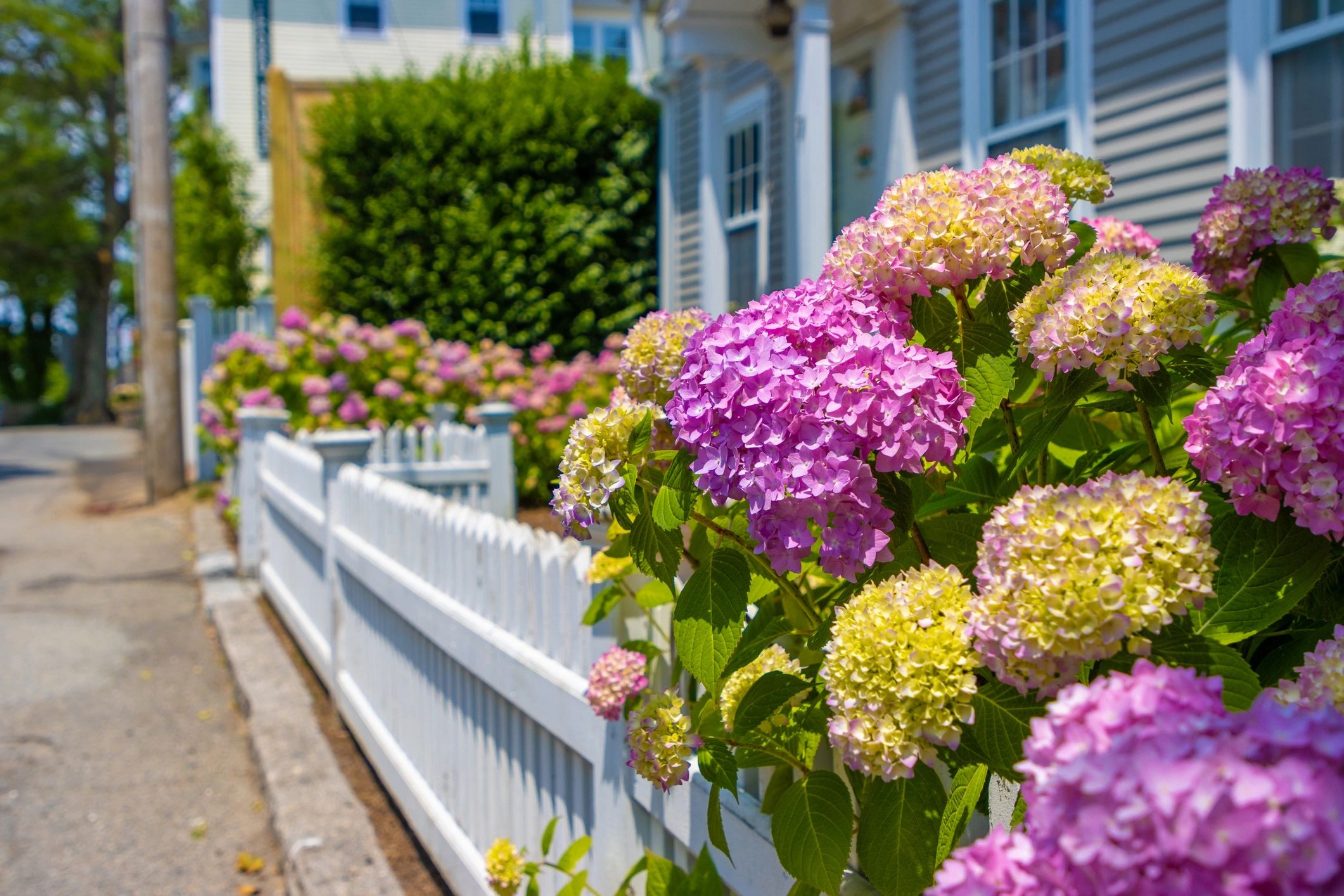Cape Cod hydrangeas along a white fence